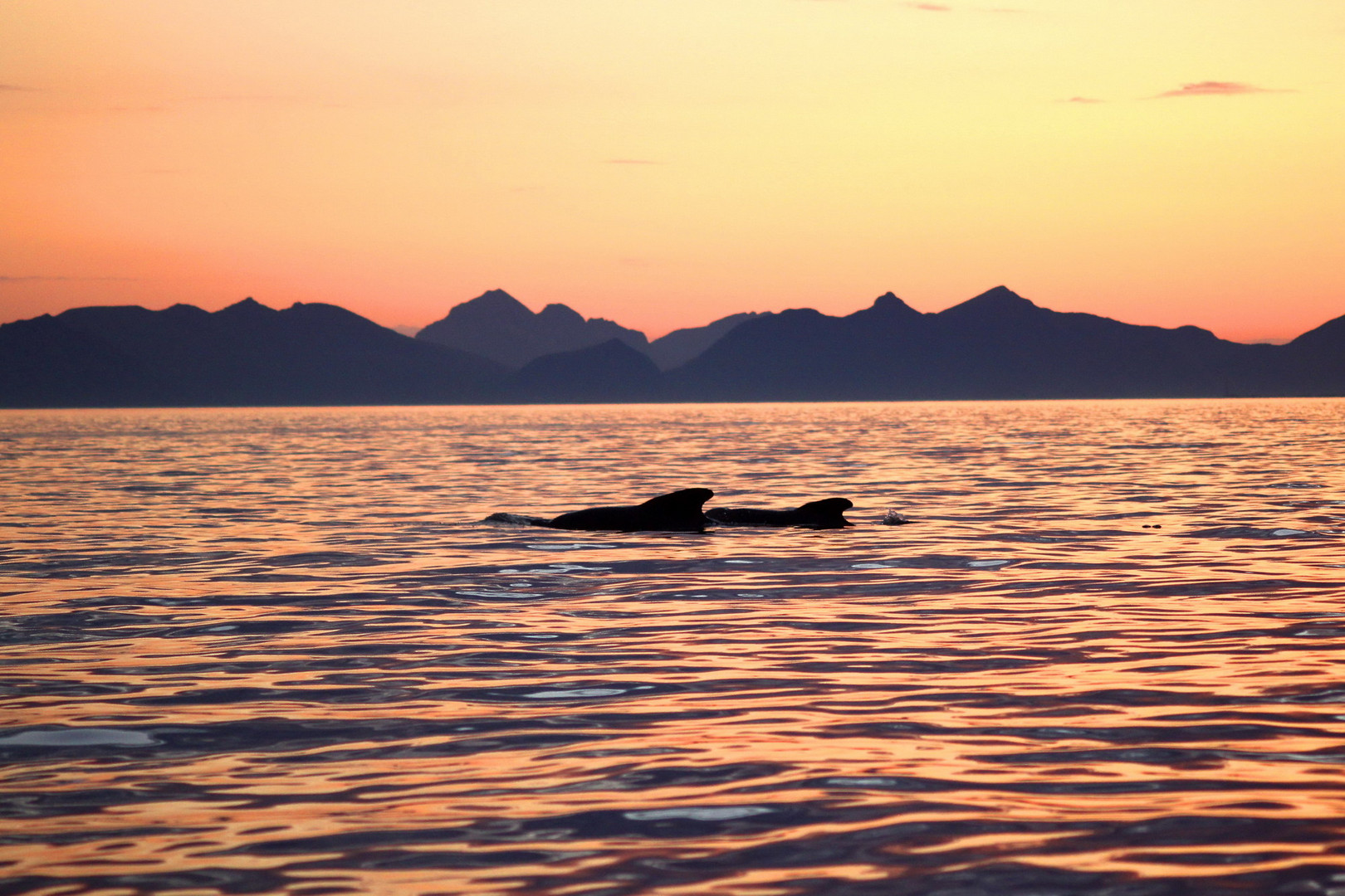 grindwale vor den lofoten