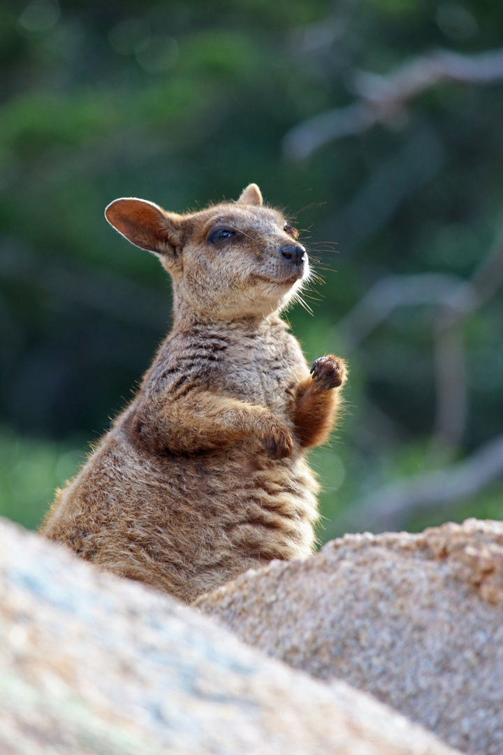 Grinning Rock Wallaby