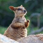 Grinning Rock Wallaby