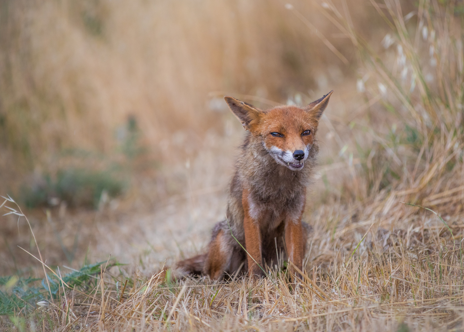 Grins ;) Foto & Bild europe, italy, vatican city, s marino, italy