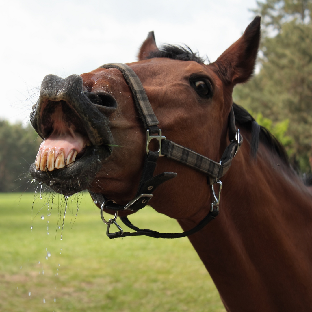 Grins Foto & Bild tiere, haustiere, pferde, esel, maultiere Bilder