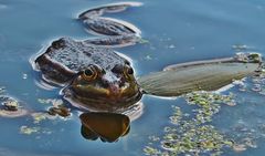 Grinse-Frosch