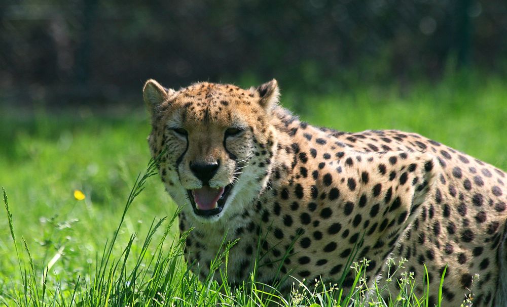 Grinse-Gepard