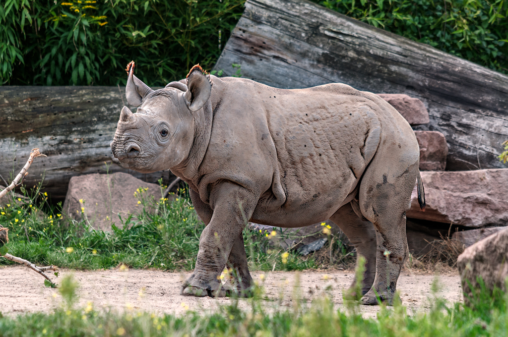 Grinse Nashorn