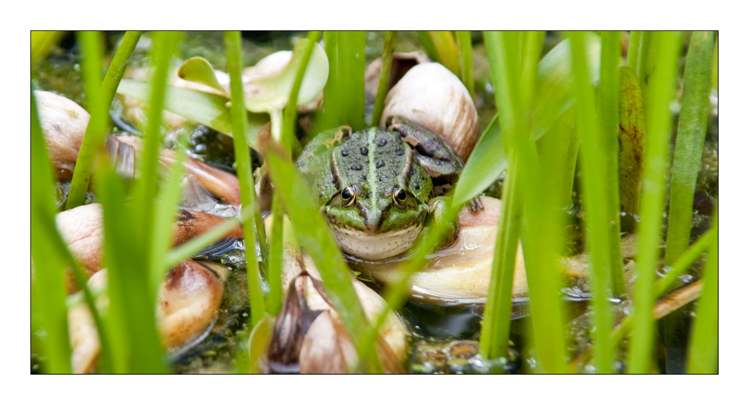 - Grinsefrosch -