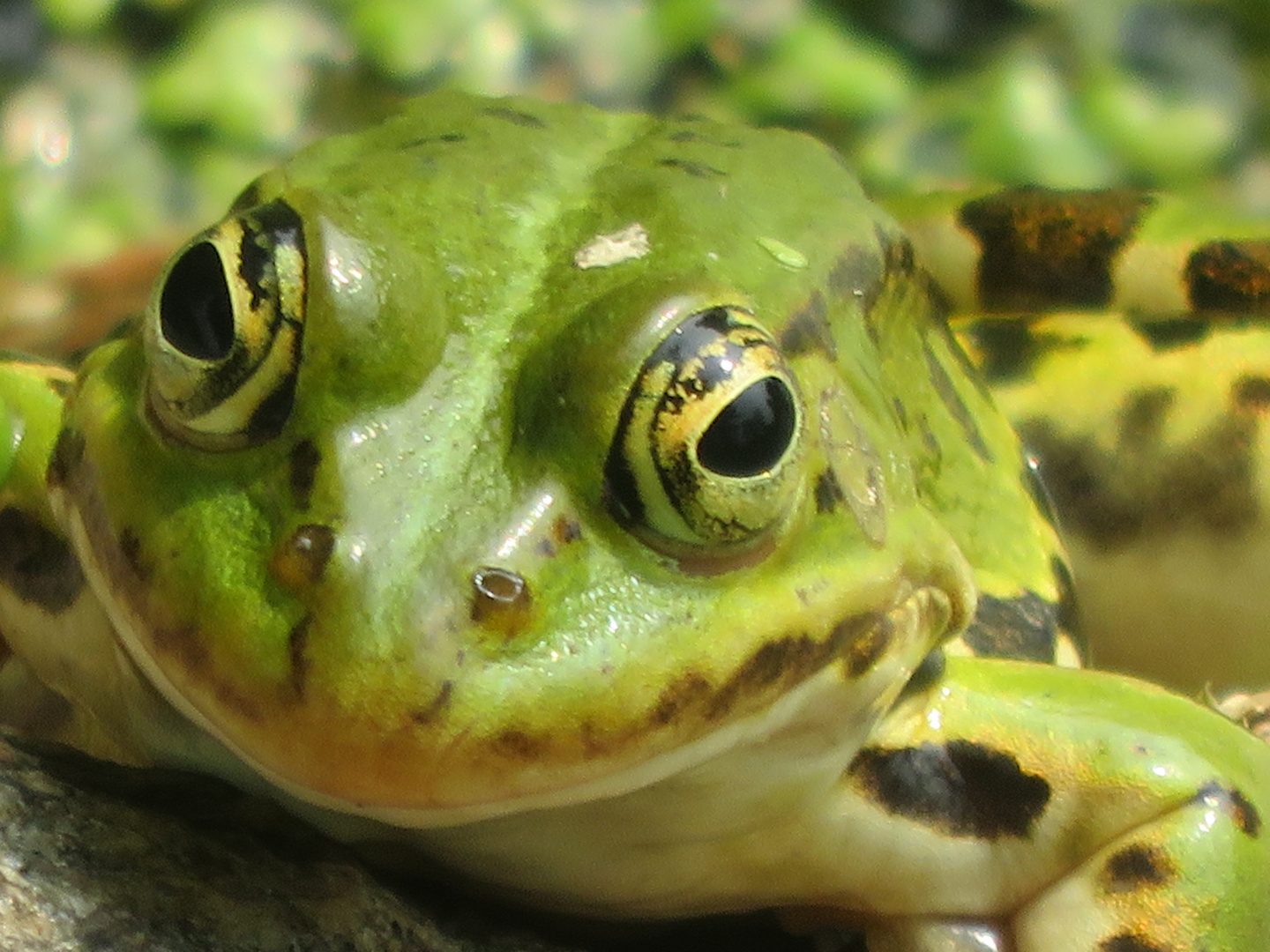 Grinsefrosch