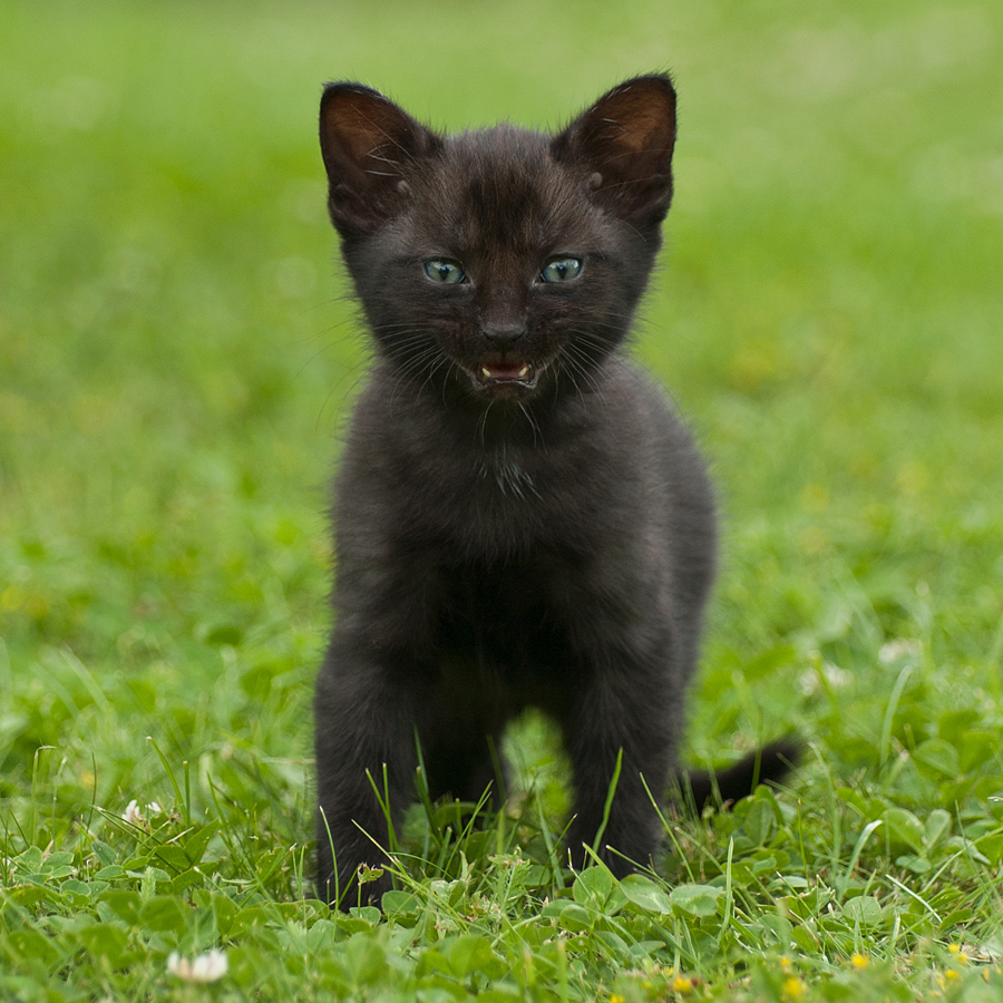 Grinsekatze Foto & Bild | natur, katzen, tiere Bilder auf fotocommunity