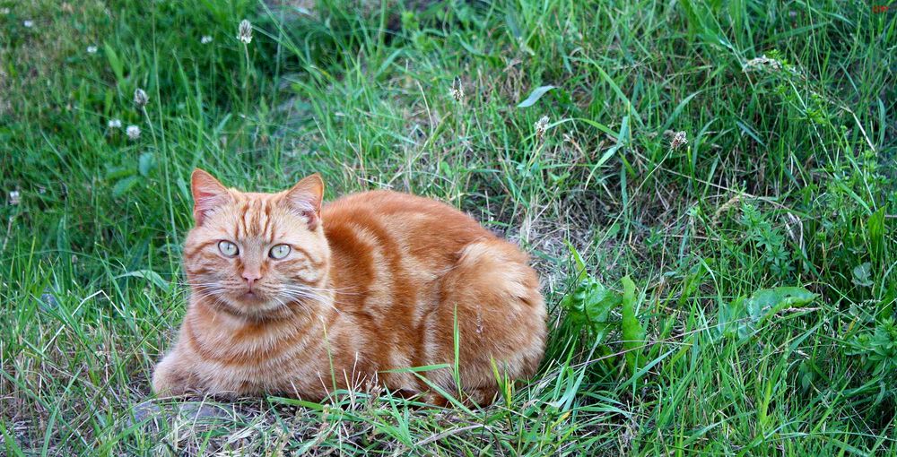 Grinsekatze am Waldsee