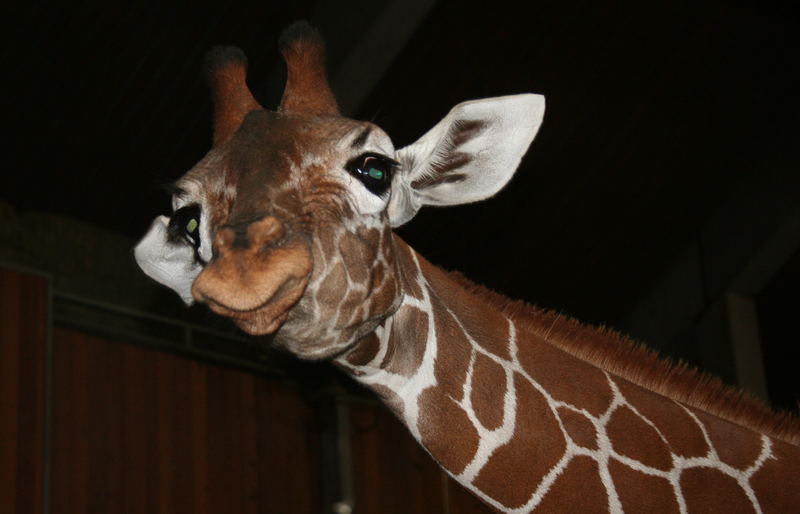 Grinsende Giraffe