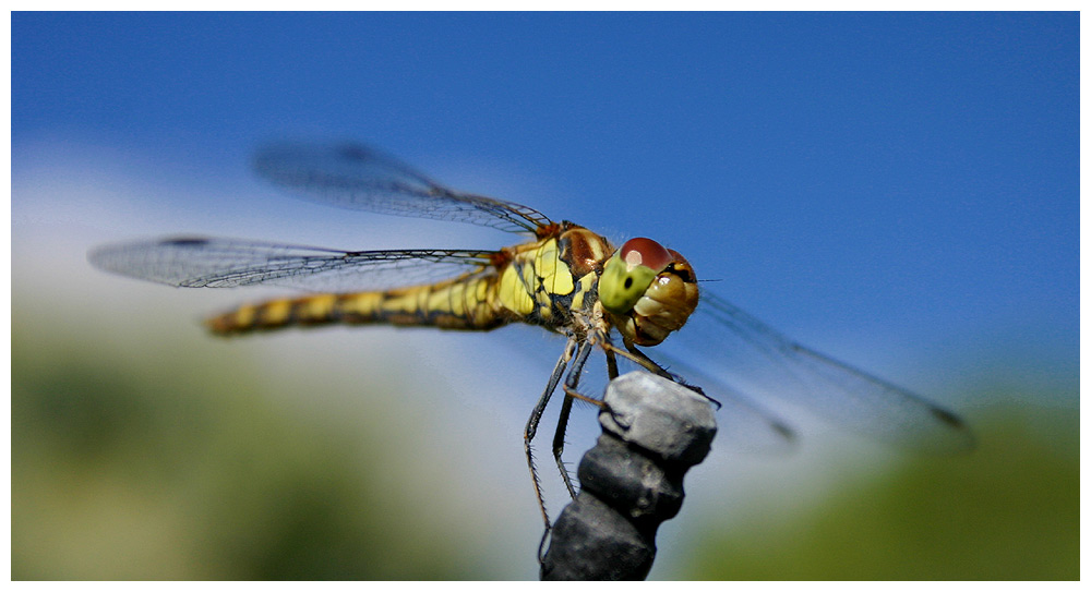 Grinsende Libelle