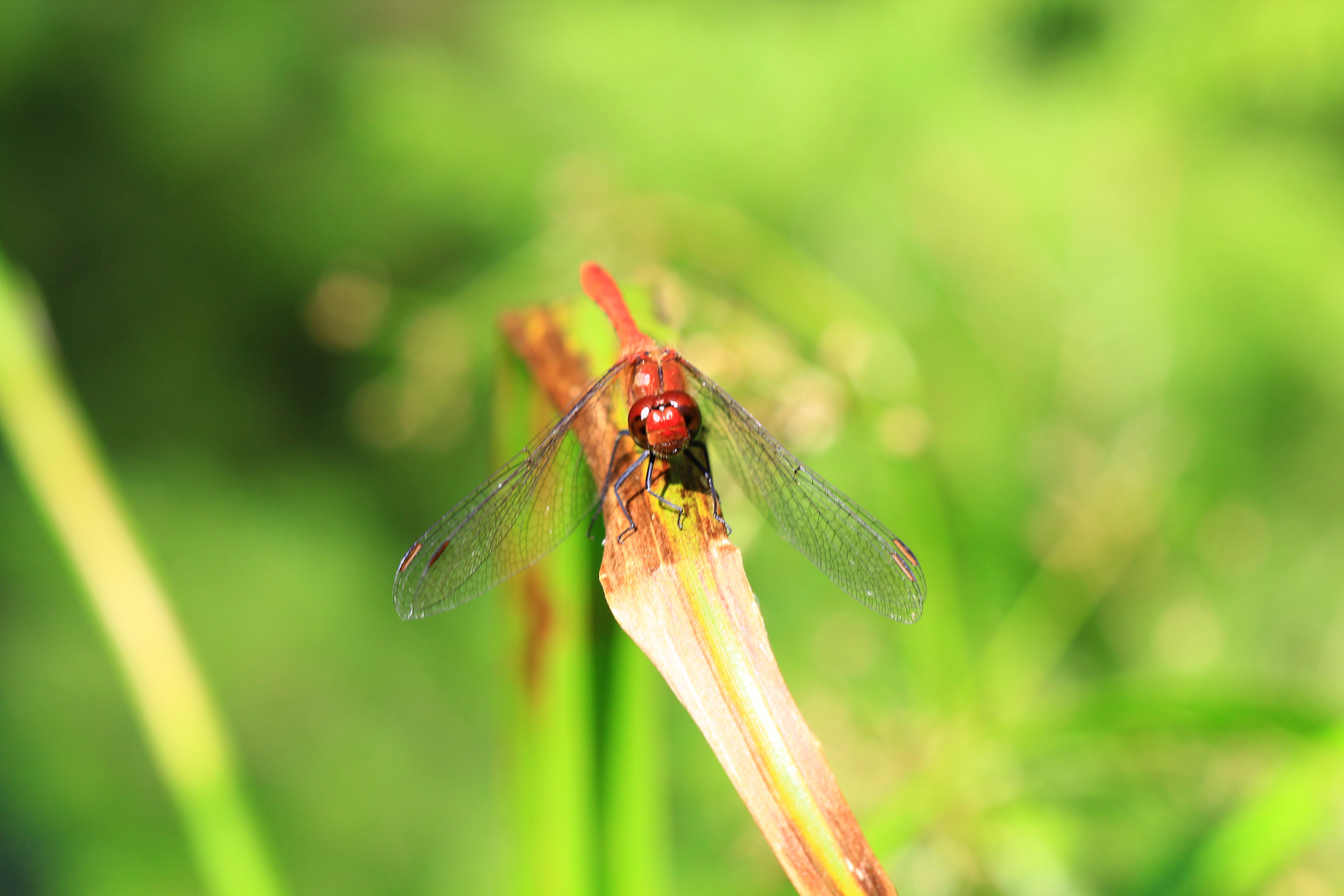 Grinsende Libelle