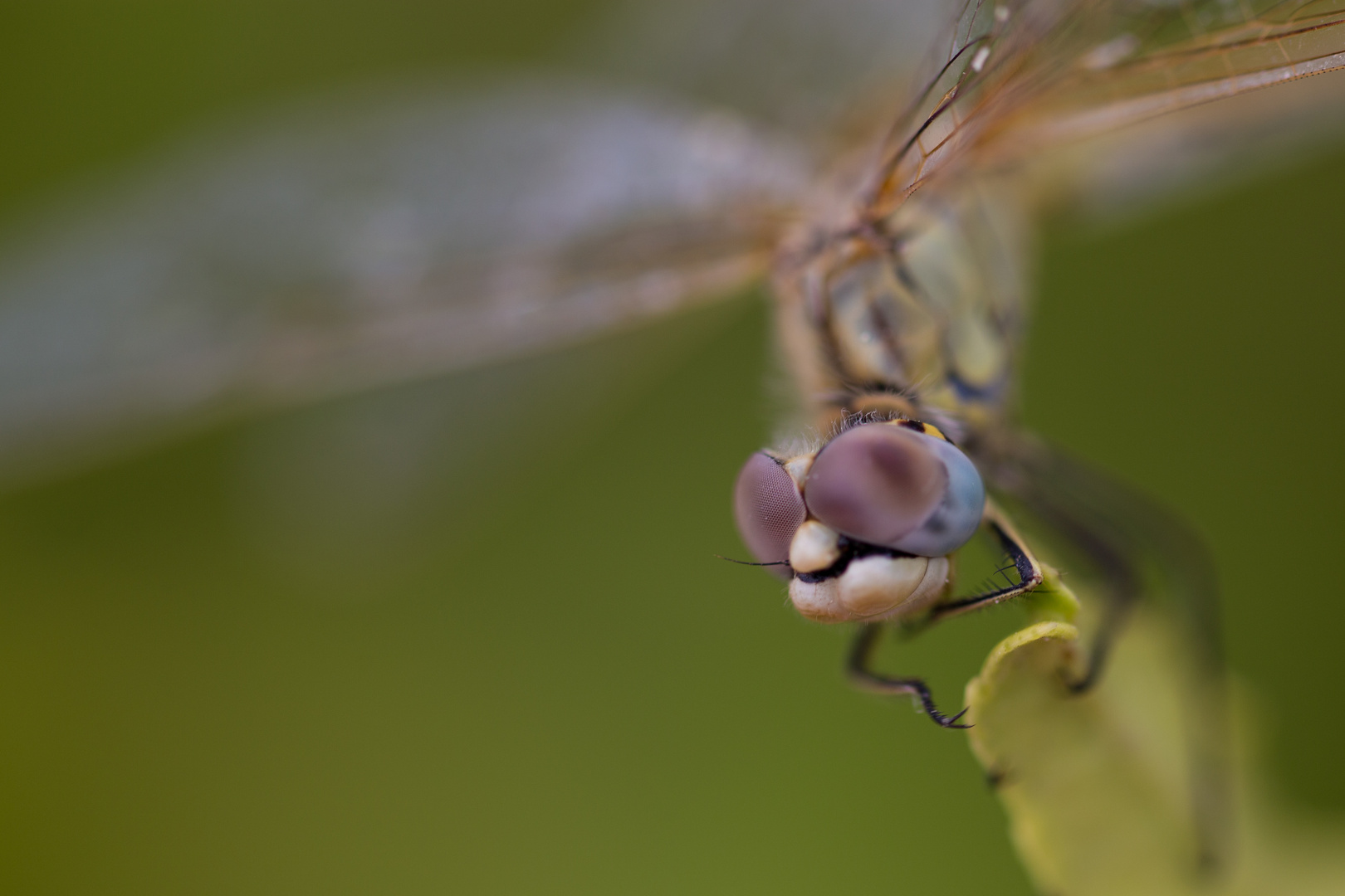 Grinsende Libelle