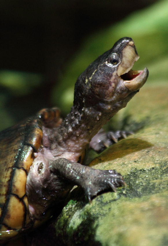 grinsende Moschusschildkröte
