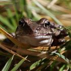 Grinsender Frosch