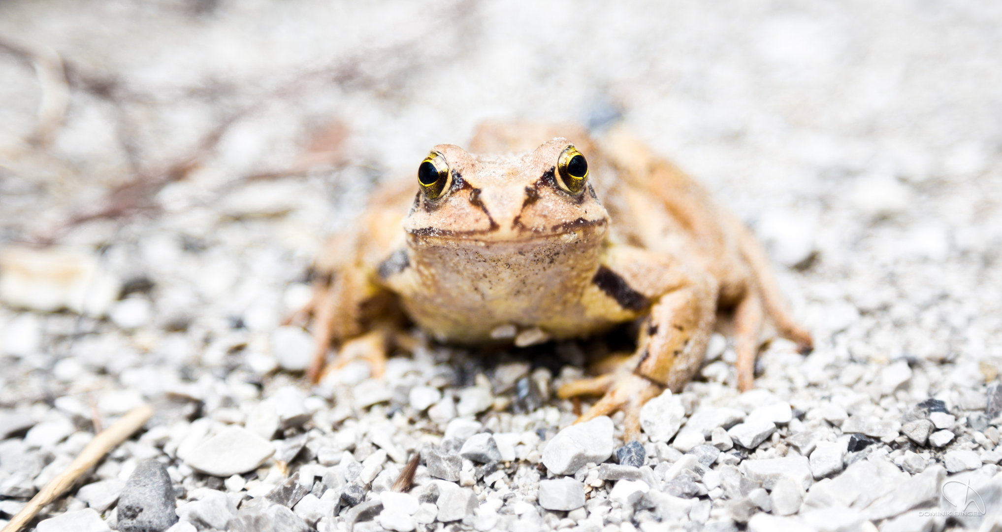 Grinsender Frosch