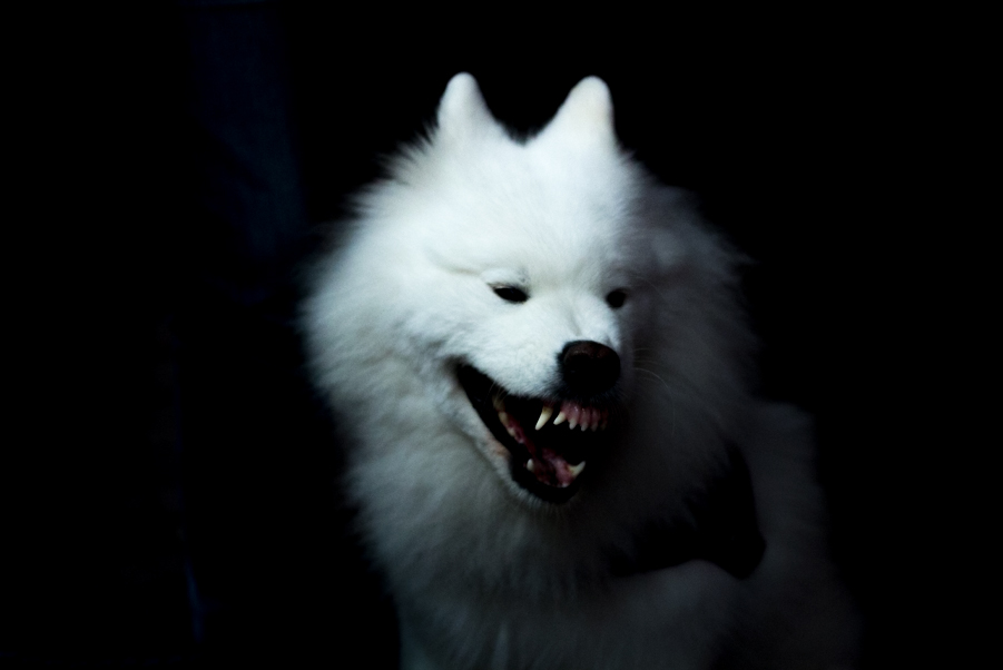 Grinsender Hund Foto & Bild tiere, tierfotografie , hund Bilder auf
