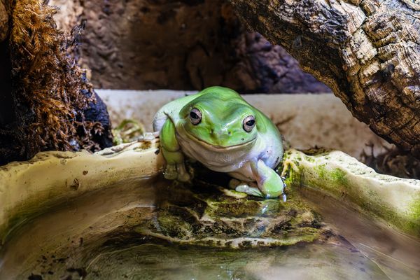 Grinsender Korallenfinger-Laubfrosch