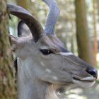 Grinsender Kudu