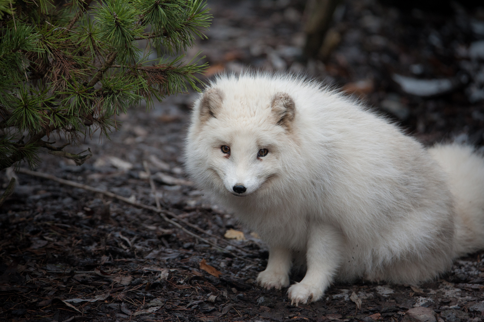 grinsender Polarfuchs