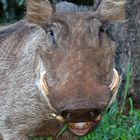 Grinsendes (grunzendes) Warzenschwein in Kenia