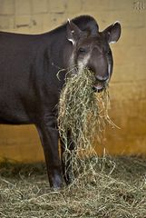 grinsendes tapir