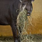 grinsendes tapir