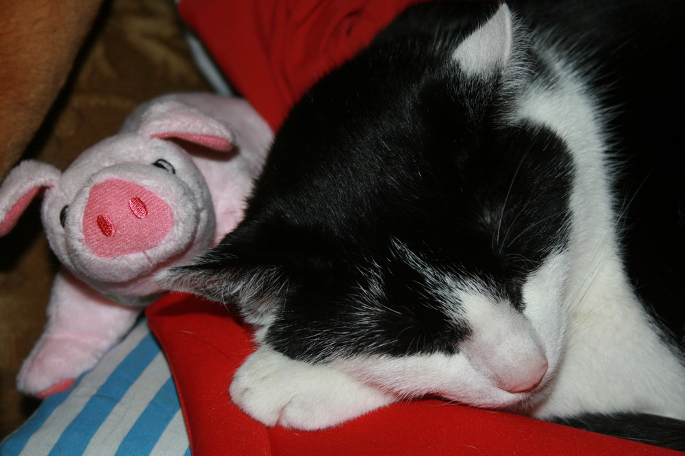 Grinseschwein und Schnarchkater