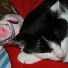 Grinseschwein und Schnarchkater