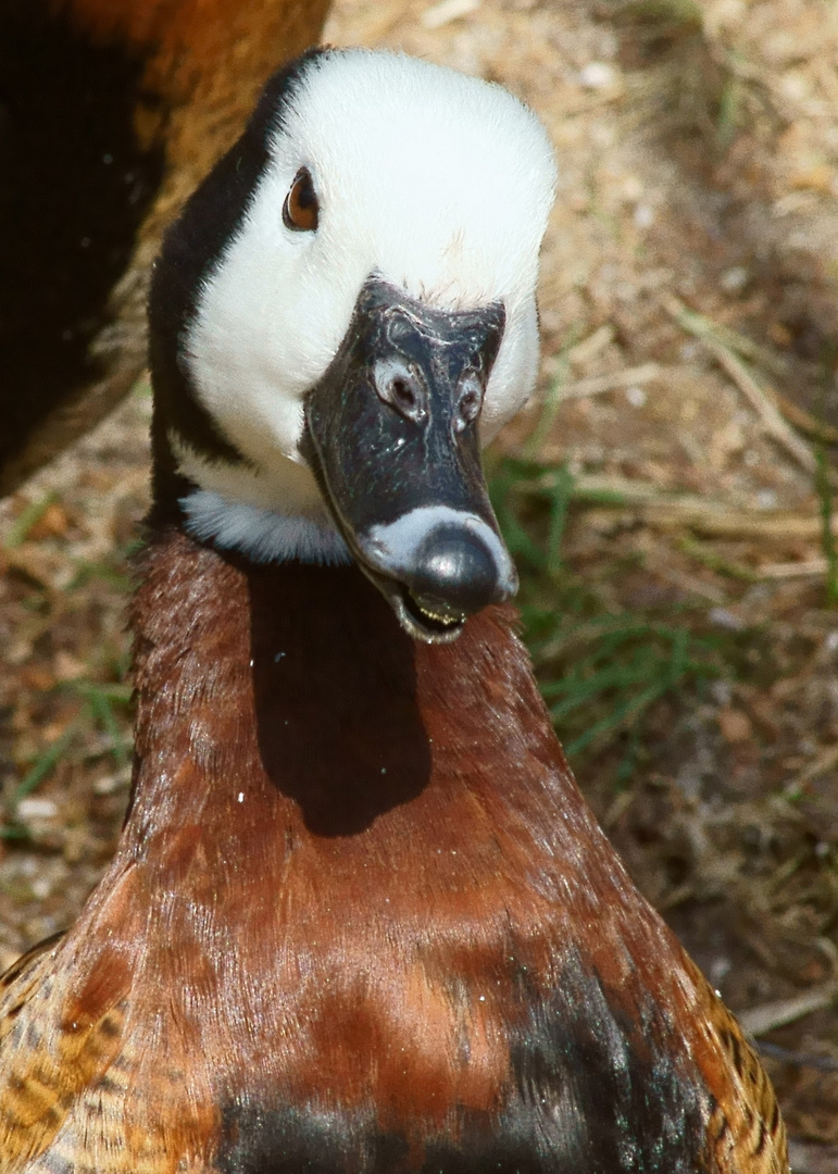 Grinsevogel...