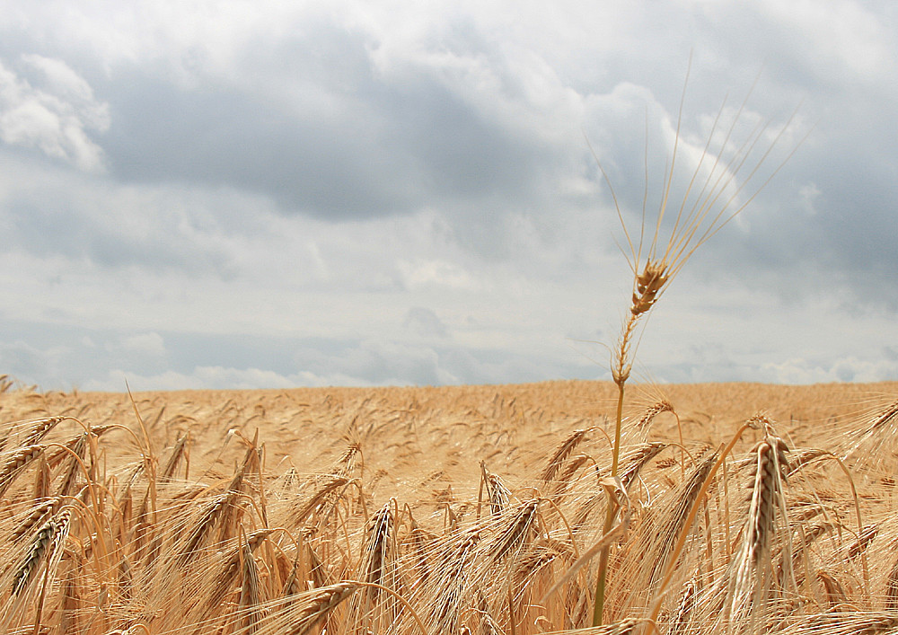 Gripping Field