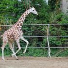 Griraffe im Kölner Zoo