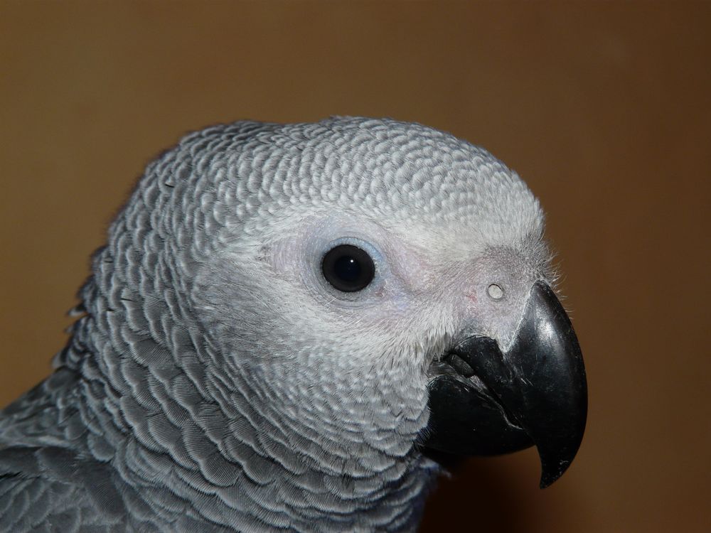 gris du gabon photo et image animaux, animaux domestiques, autres Images