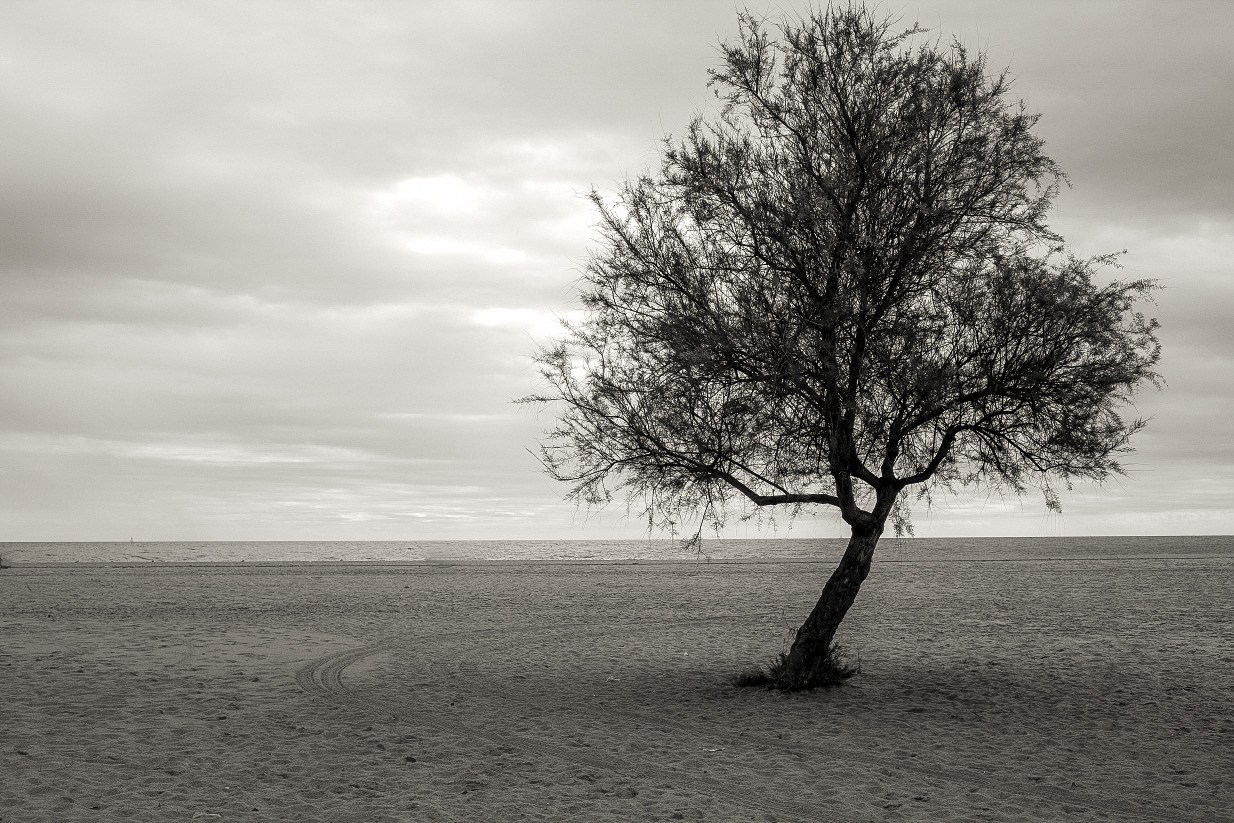 gris y frío Y un árbol  uno