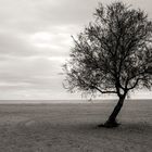 gris y frío Y un árbol  uno