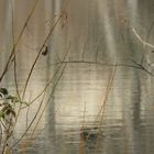 Grises en el río (Serie "El lienzo...el agua")