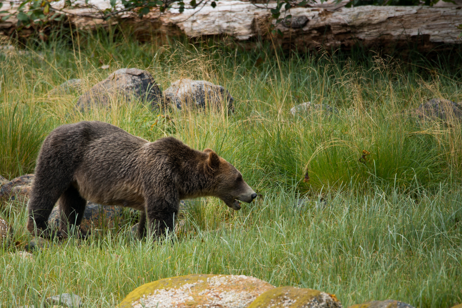 Grisslybär Kanada