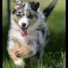 Grisu - Australian Shepherd