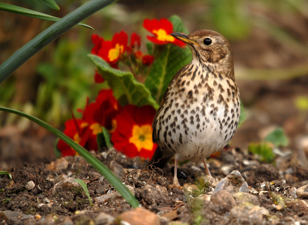 Grive (1) photo et image animaux, animaux sauvages, oiseaux Images