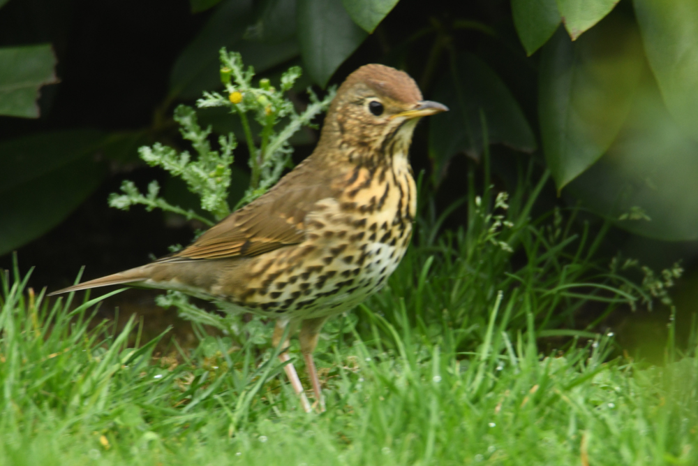 Grive musicienne photo et image animaux, animaux sauvages, oiseaux Images