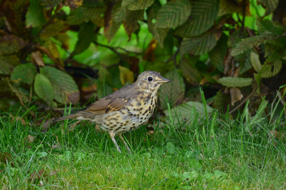Grive musicienne photo et image animaux, animaux sauvages, oiseaux Images