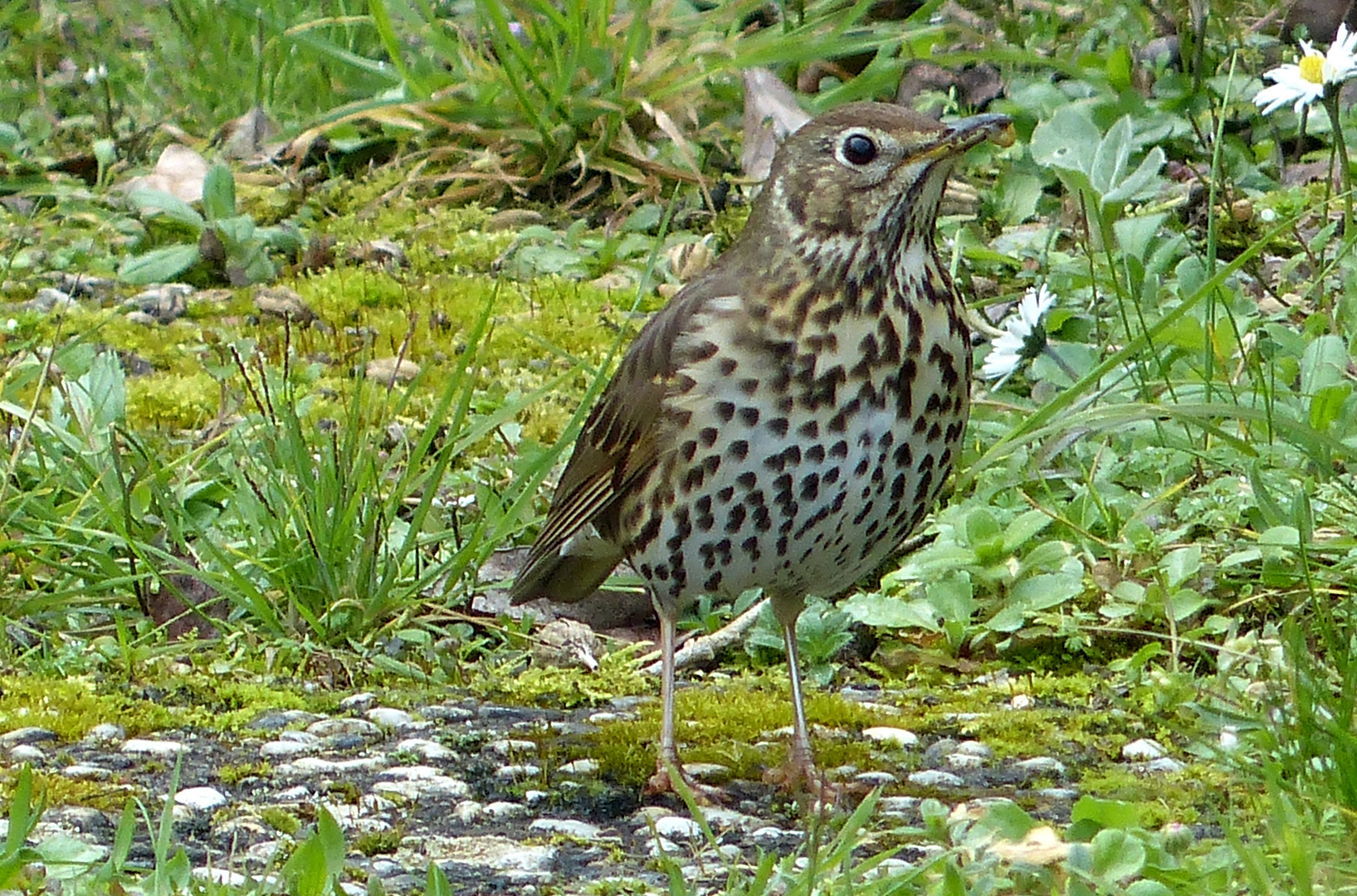 GRIVE Musicienne_01 photo et image animaux,