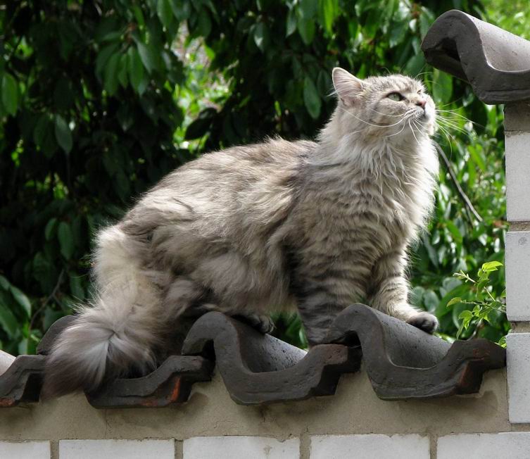 Grizabella auf dem Catwalk