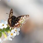 Grizzled Skipper