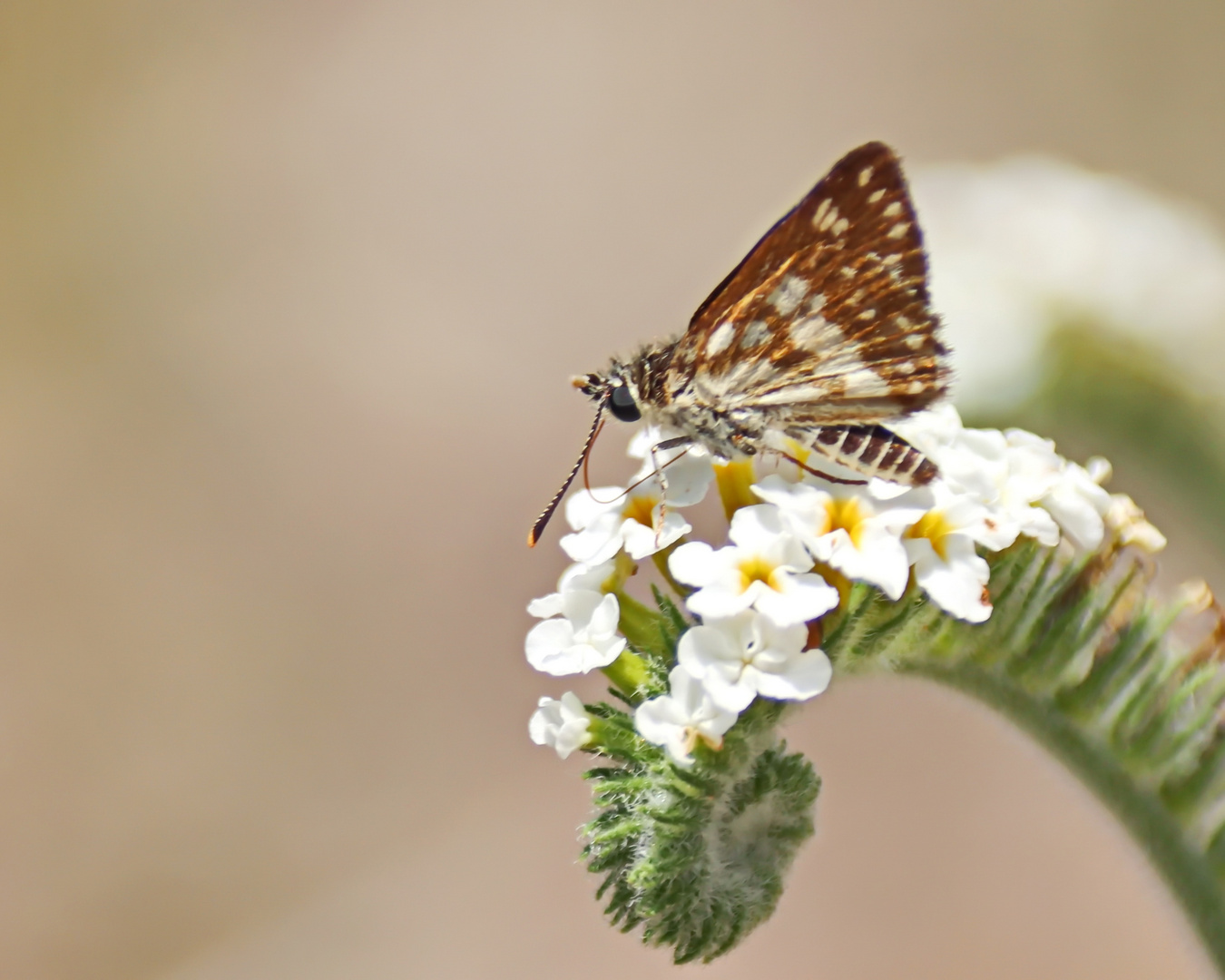 Grizzled Skipper,Spialia diomus