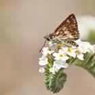 Grizzled Skipper,Spialia diomus