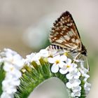  Grizzled Skipper,Spialia diomus