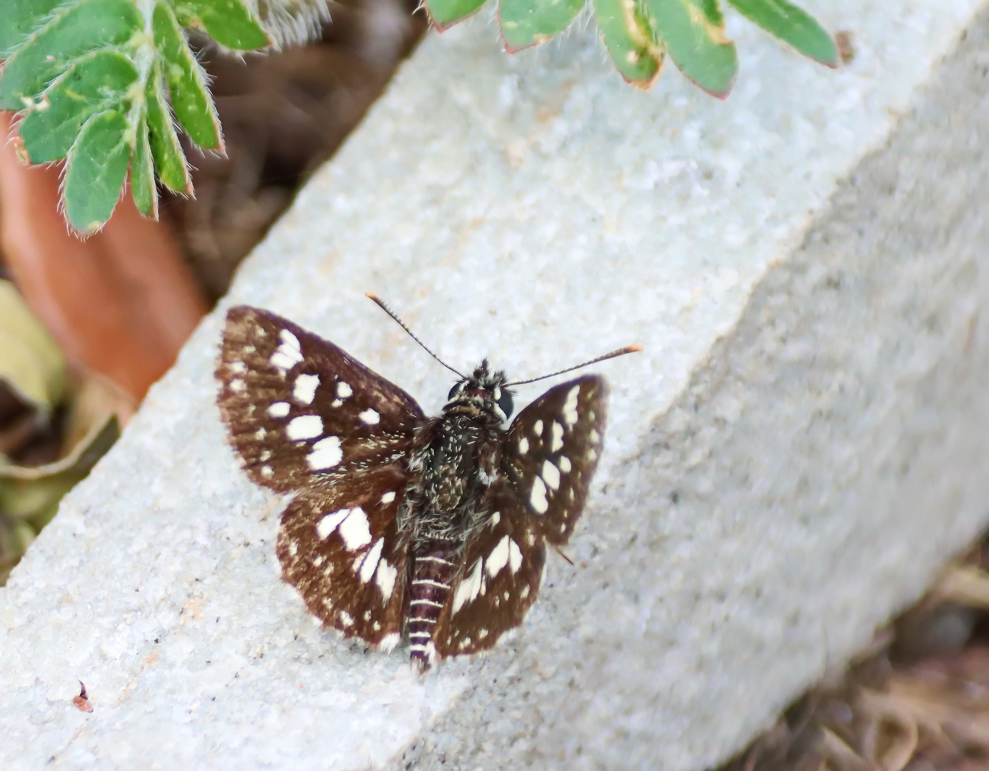 Grizzled Skipper,Spialia diomus