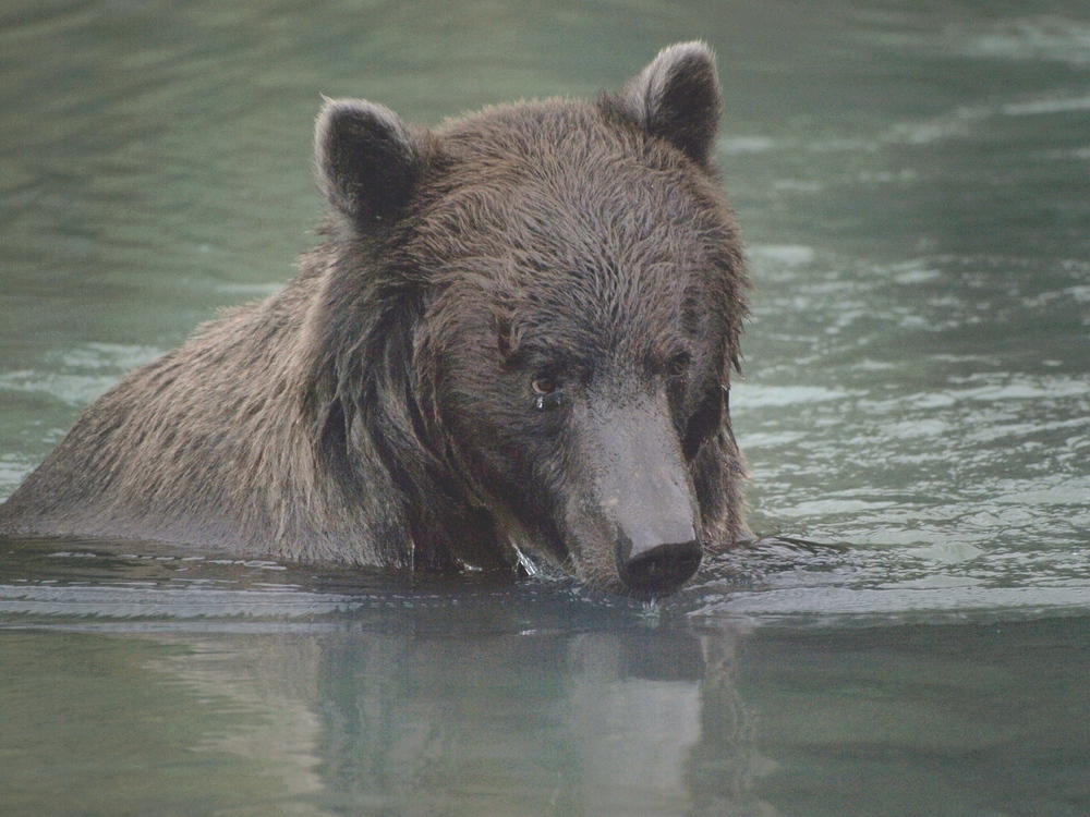 Grizzley am Chilkot Lake (ohne Ohrmarke)