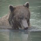 Grizzley am Chilkot Lake (ohne Ohrmarke)