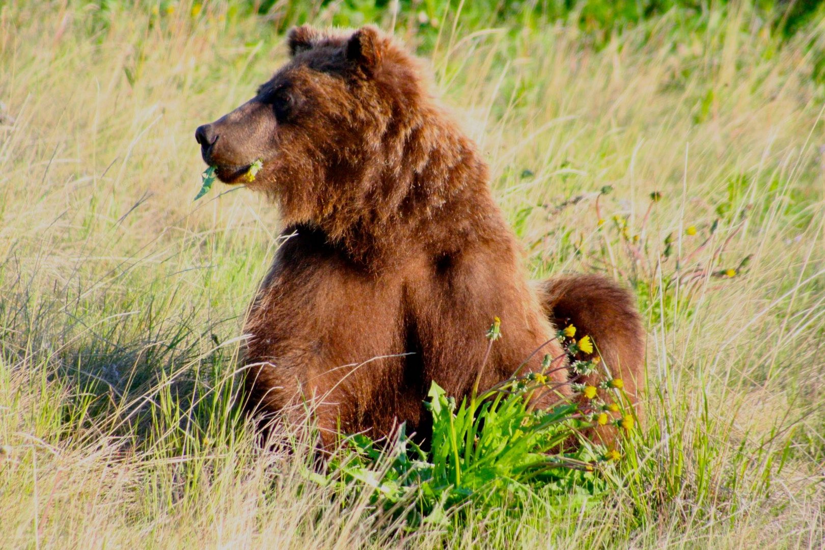 Grizzley am Kluane Lake